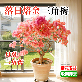 日落三角梅盆栽老桩特大苗带花苞室内花卉绿植物阳台高端重瓣绿樱