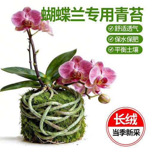 幸悦青苔蝴蝶兰专用植物营养土