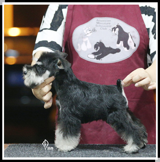 【品尚犬舍】宠物级 黑银色迷你雪纳瑞 立耳