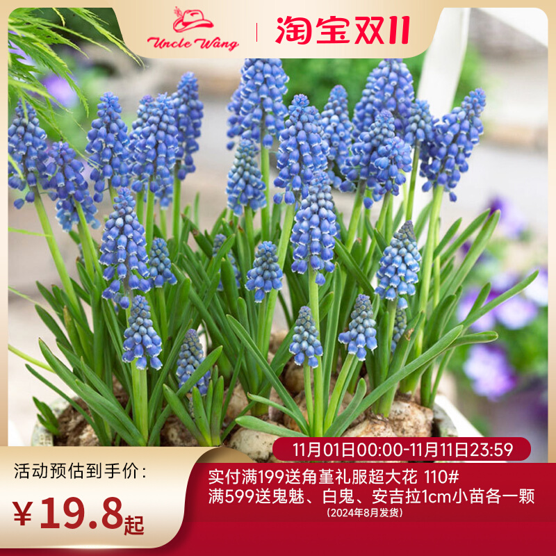 种花王大爷 荷兰进口种球葡萄风信子多年生球根花卉耐寒植物
