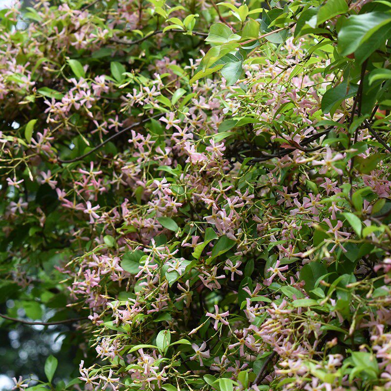 种花王大爷 粉风车茉莉爬藤植物络石藤盆栽苗养花阳台庭院花卉