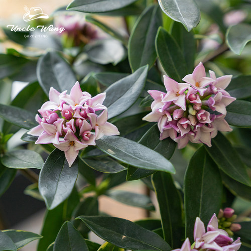 种花王大爷金边瑞香阳台冬季