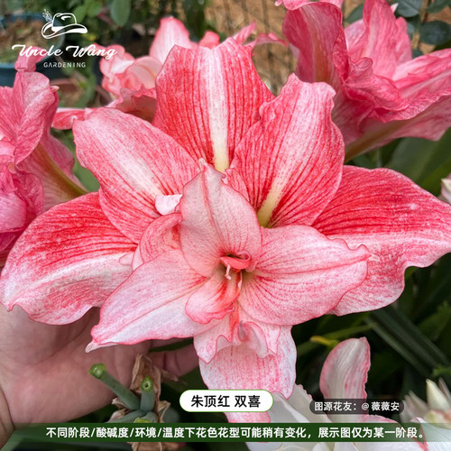 种花王大爷 朱顶红 双喜盆栽多年生球根花卉植物庭院阳台
