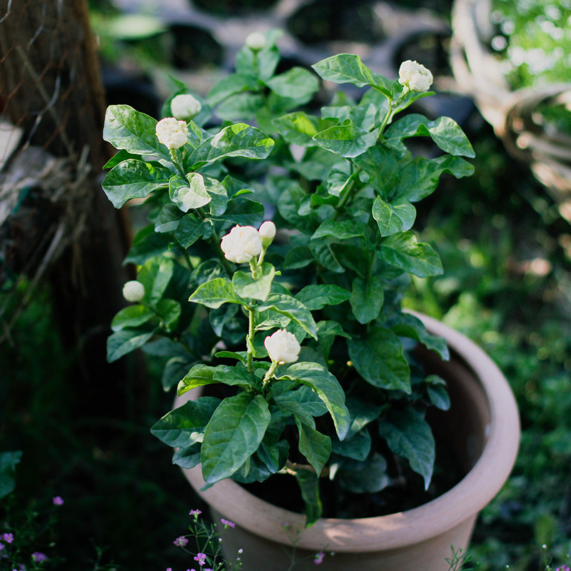 花卉盆栽趣味 价格 怎么样 图片