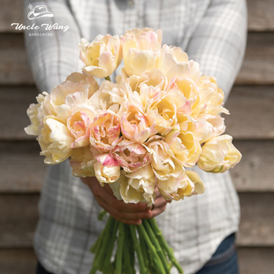 5度球种球花卉地栽花卉植物耐寒 星光 种花王大爷 郁金香