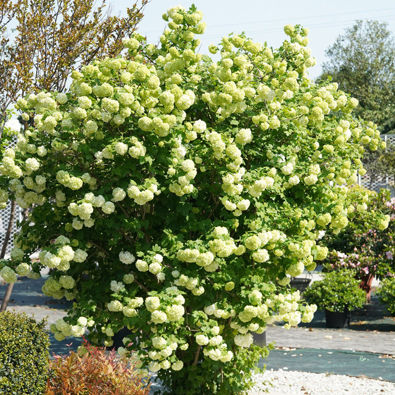 种花王大爷 欧洲木绣球土球花苗耐热庭院观花绣球地栽,鲜花速递/花卉仿真/绿植园艺,绣球/木绣球/木本植物,淘宝优惠券,粉丝福利购,淘宝优惠卷