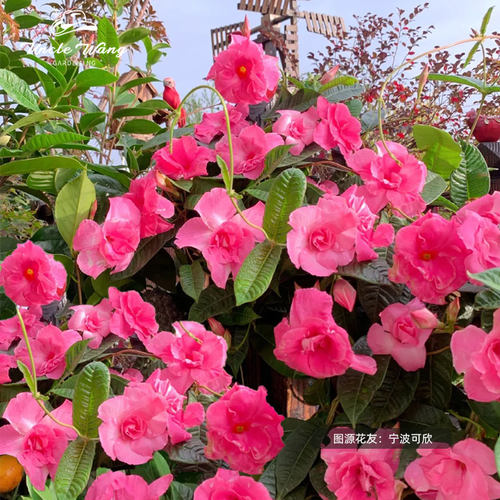 种花王大爷粉色重瓣飘香藤长花期