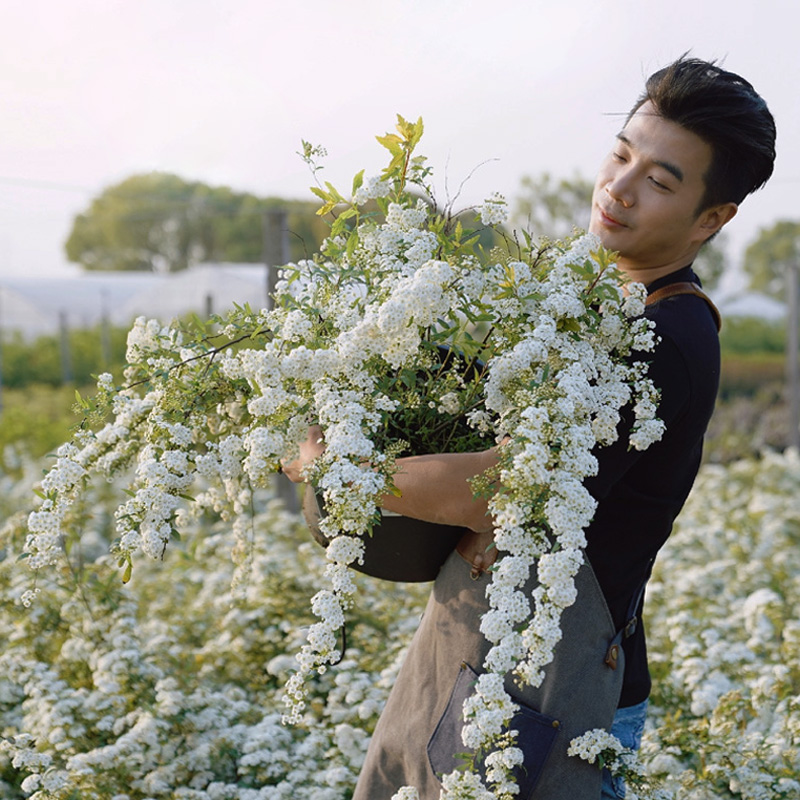 种花王大爷重瓣菱叶绣线菊盆栽花苗庭院地栽阳台耐寒耐热绣线菊 鲜花速递/花卉仿真/绿植园艺 观叶 /花灌木 原图主图