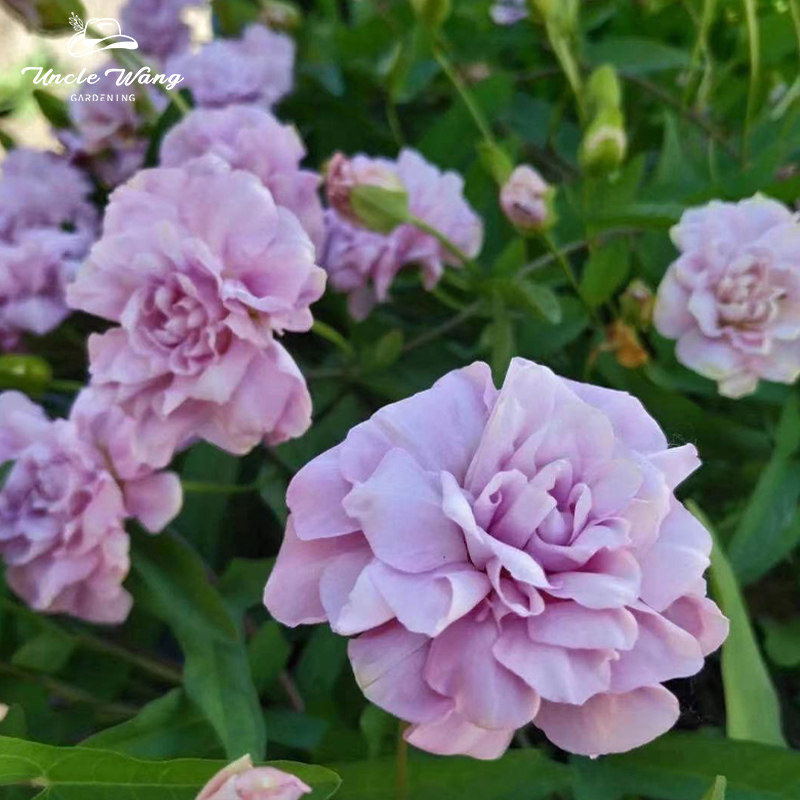种花王大爷 缠枝牡丹花苗藤牡丹多年生耐寒耐热藤本宿根花卉