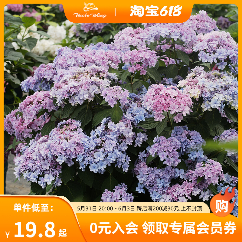 种花王大爷绣球花苗盆栽地栽大苗新手庭院花卉花手鞠辉夜姬无尽夏