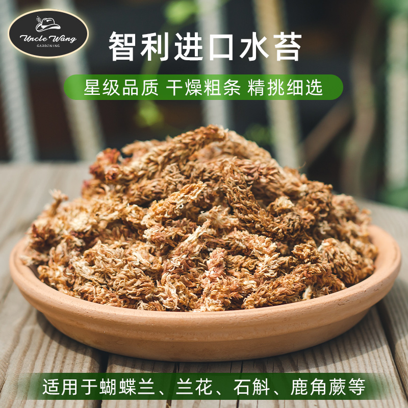 智利水苔文心兰蝴蝶兰专用