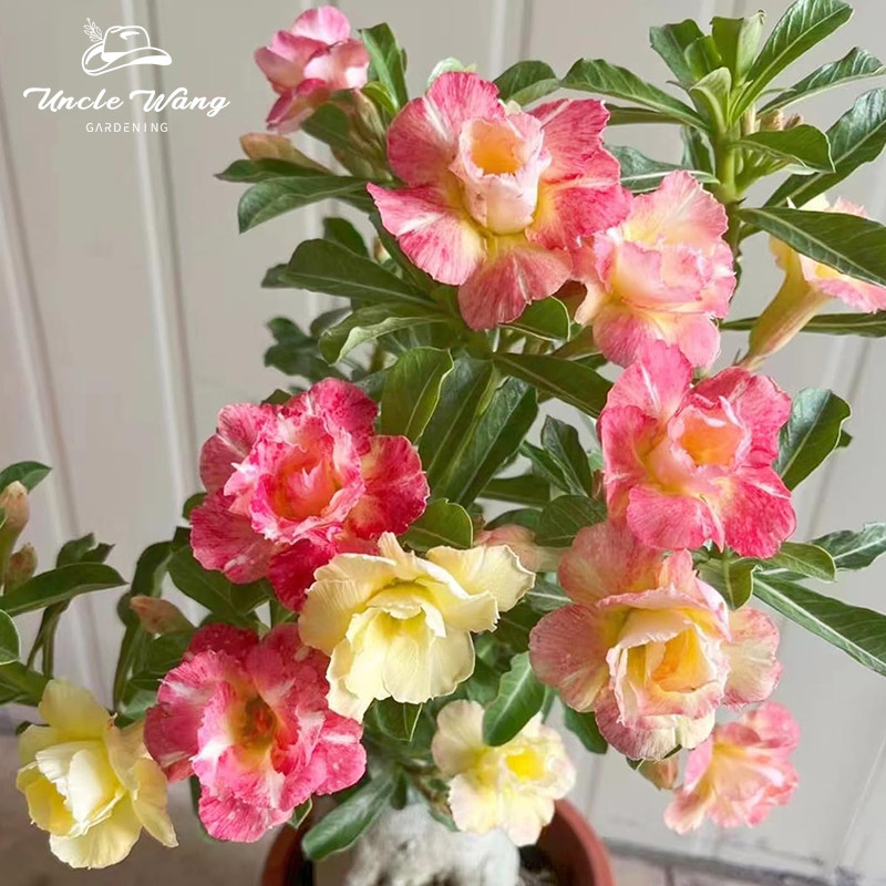 种花王大爷 沙漠玫瑰花卉盆栽开花植物庭院阳台办公室花园好养