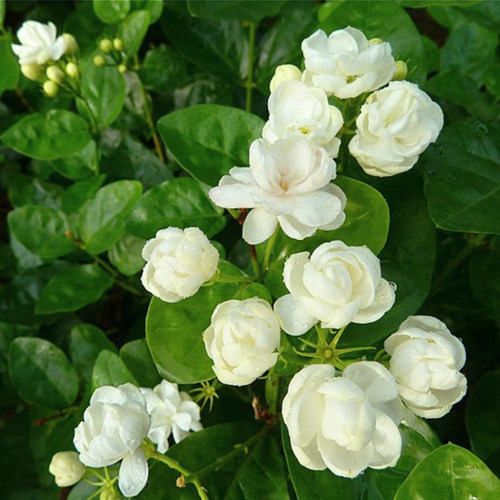 种花王大爷 虎头茉莉花盆栽花卉阳台有香气花苗