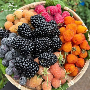 种花王大爷 树莓黑莓果树盆栽水果树苗阳台庭院地栽植物浆果易活