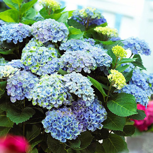 种花王大爷 绣球1加仑花苗盆栽多年生阳台庭院花卉植物