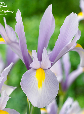 种花王大爷 荷兰鸢尾花卉盆栽花园植物阳台庭院美观趣味栽种乐趣