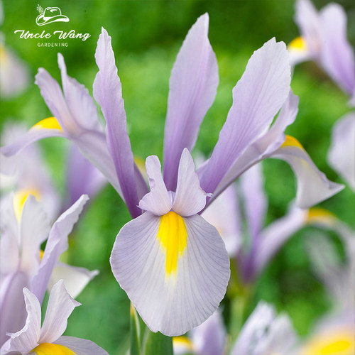 种花王大爷 荷兰鸢尾花卉盆栽花园植物阳台庭院美观趣味栽种乐趣