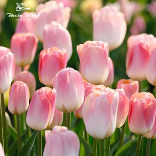 5度球种球花卉地栽花卉植物耐寒 独角兽 种花王大爷 郁金香