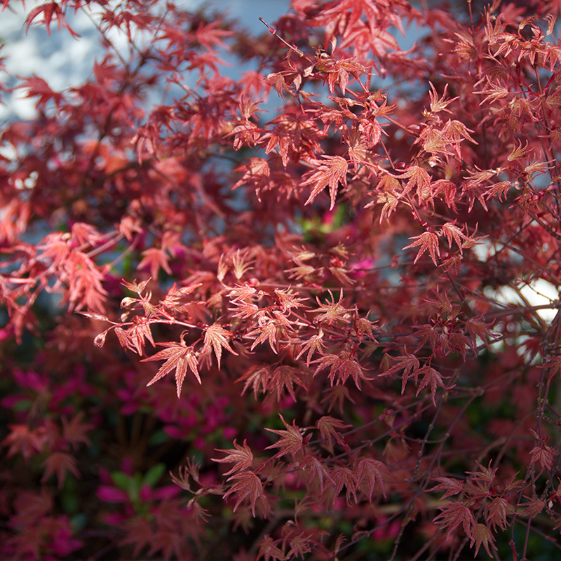 种花王大爷盆栽红枫树苗