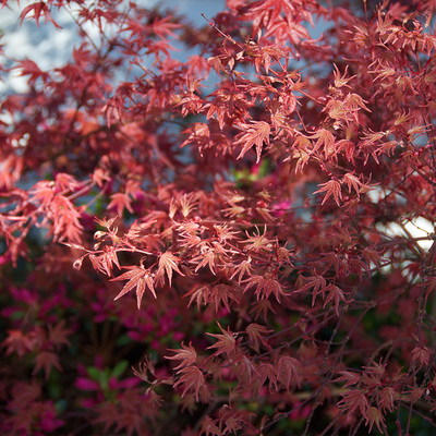 种花王大爷盆栽红枫树苗