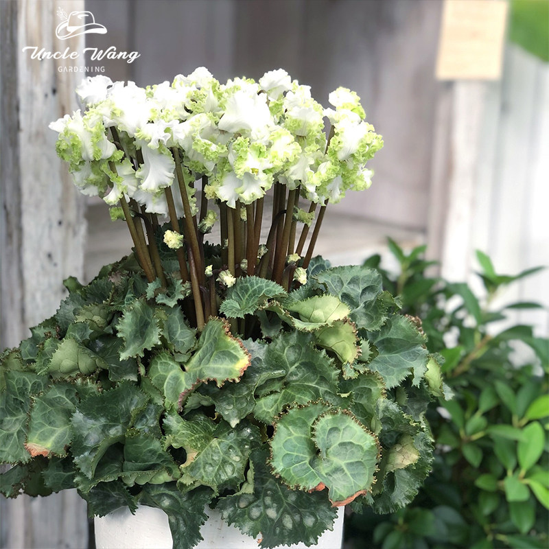 种花王大爷 仙客来冰公主花苗盆栽开花室内阳台庭院草花爆花植物,鲜花速递/花卉仿真/绿植园艺,时令草本花卉,淘宝优惠券,粉丝福利购,淘宝优惠卷