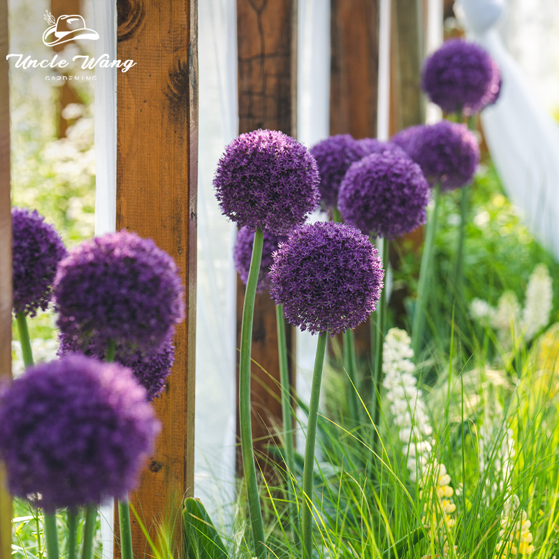 进口大花葱种球阳台多年生