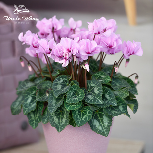 种花王大爷 仙客来盆栽重瓣小风车花期长室内阳台庭院爆花植物年