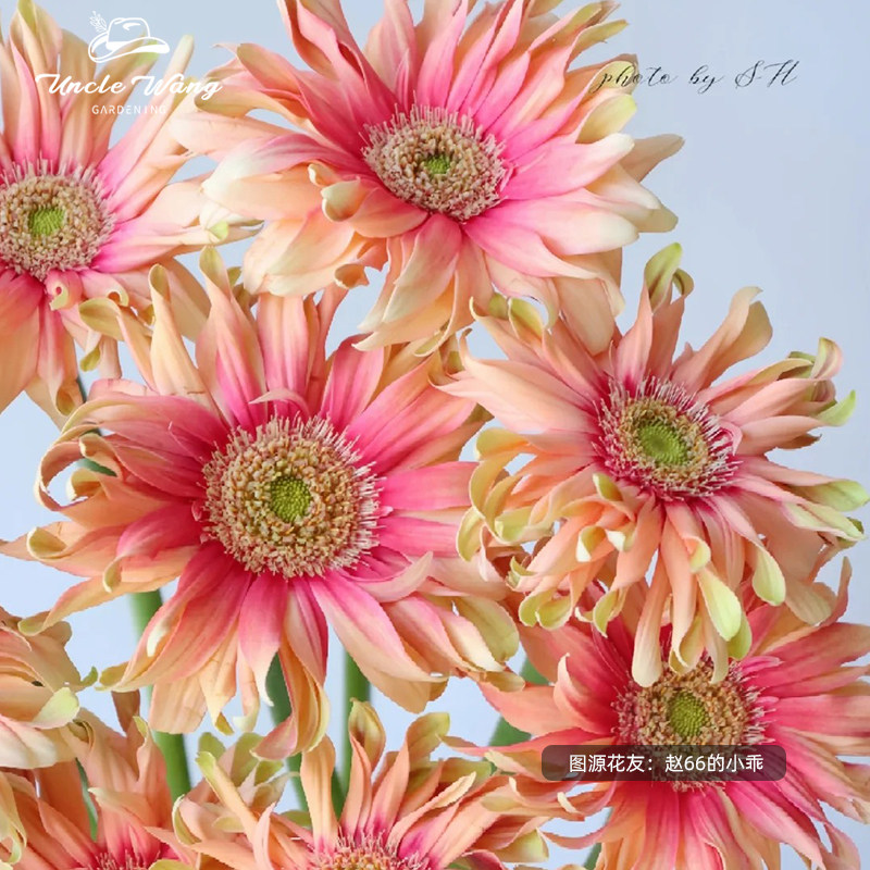 种花王大爷非洲菊花卉盆栽