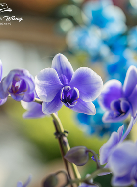 种花王大爷 蝴蝶兰马卡龙紫色阳台客厅兰花四季花卉好养净化空气