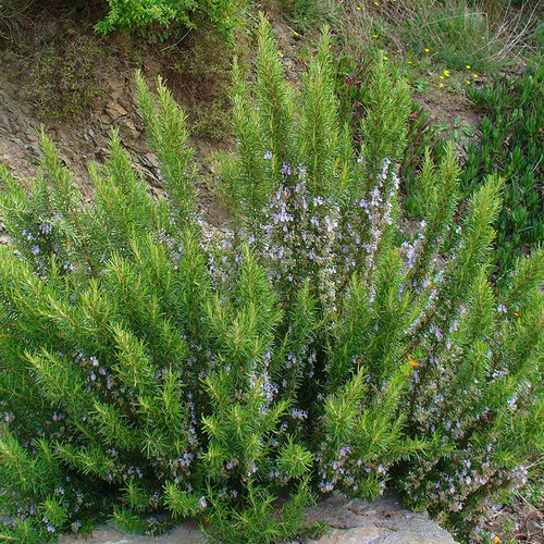 种花王大爷香草植物盆栽