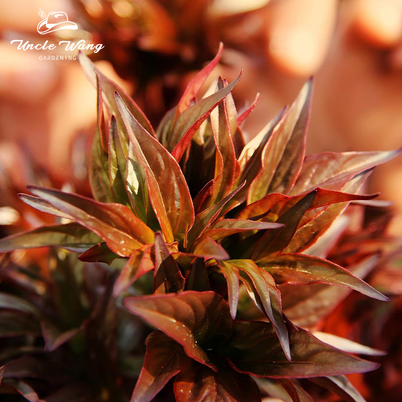 种花王大爷香椿绿植盆栽