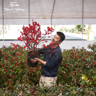 种花王大爷  北美冬青盆栽耐寒植物室内鲜花花卉水养年宵花