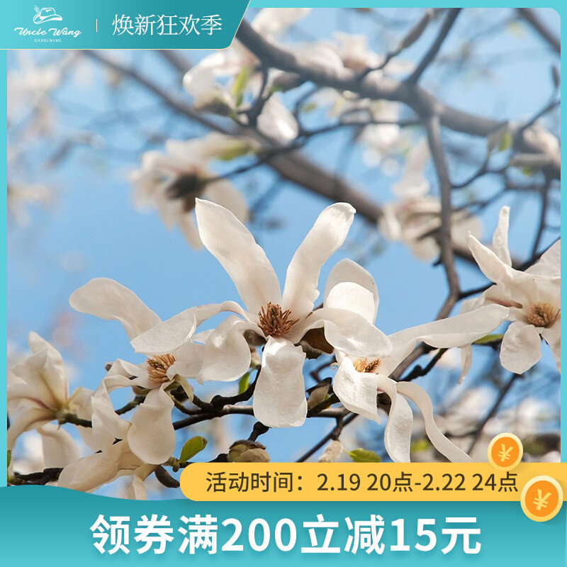 种花王大爷 星花玉兰皇家之星2加仑盆栽花卉阳台庭院室外花园耐寒