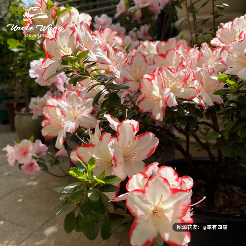 种花王大爷 杜鹃多年生庭院春季盆栽好养植物花卉美观,鲜花速递/花卉仿真/绿植园艺,时令草本花卉,淘宝优惠券,粉丝福利购,淘宝优惠卷