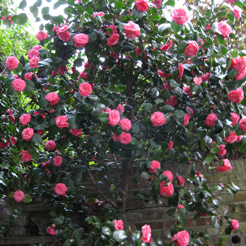 种花王大爷 茶花盆栽植物木本花卉浓香型庭院室内四季好养山茶花