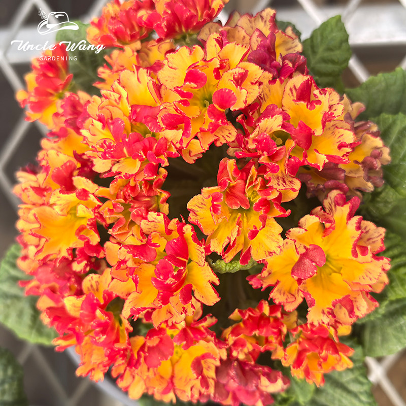 种花王大爷 星型报春阳台花园庭院草本花卉盆栽,鲜花速递/花卉仿真/绿植园艺,时令草本花卉,淘宝优惠券,粉丝福利购,淘宝优惠卷