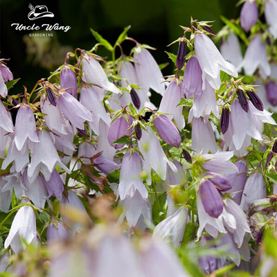 风铃草庭院种花王大爷