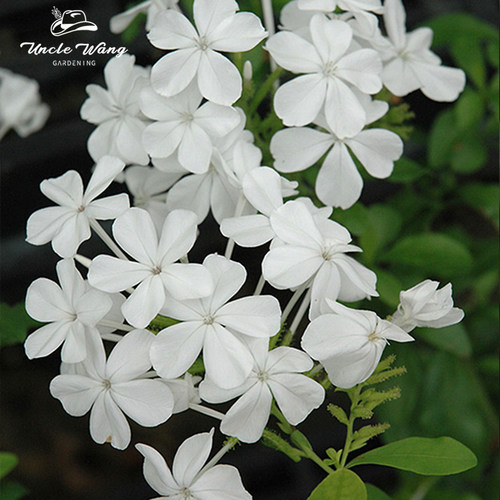 种花王大爷白雪花盆栽多年生庭院花灌木绿植物花苗