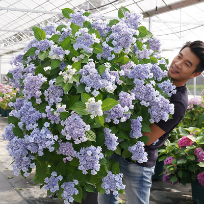 绣球盆栽花卉种花王大爷