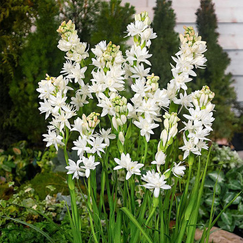 夜来香花价格 夜来香花图片 星期三