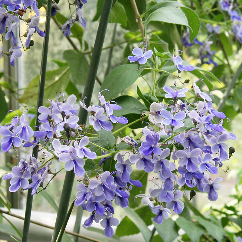 种花王大爷 蓝蝴蝶盆栽阳台庭院花园花期长观花好养花卉