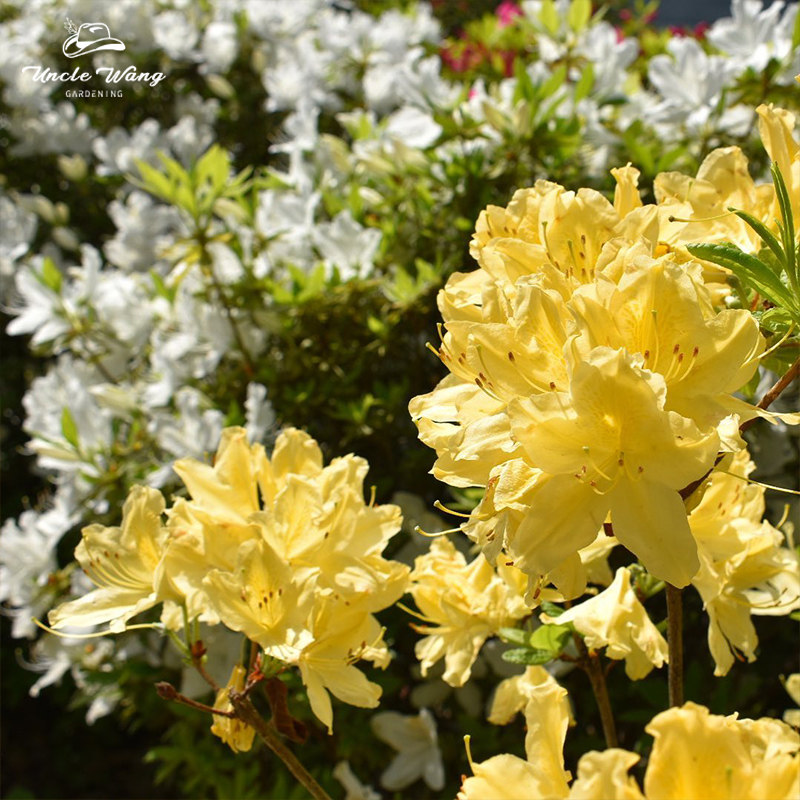种花王大爷 杜鹃羊踯躅盆栽花量大耐寒花园阳台木本景观花卉植物