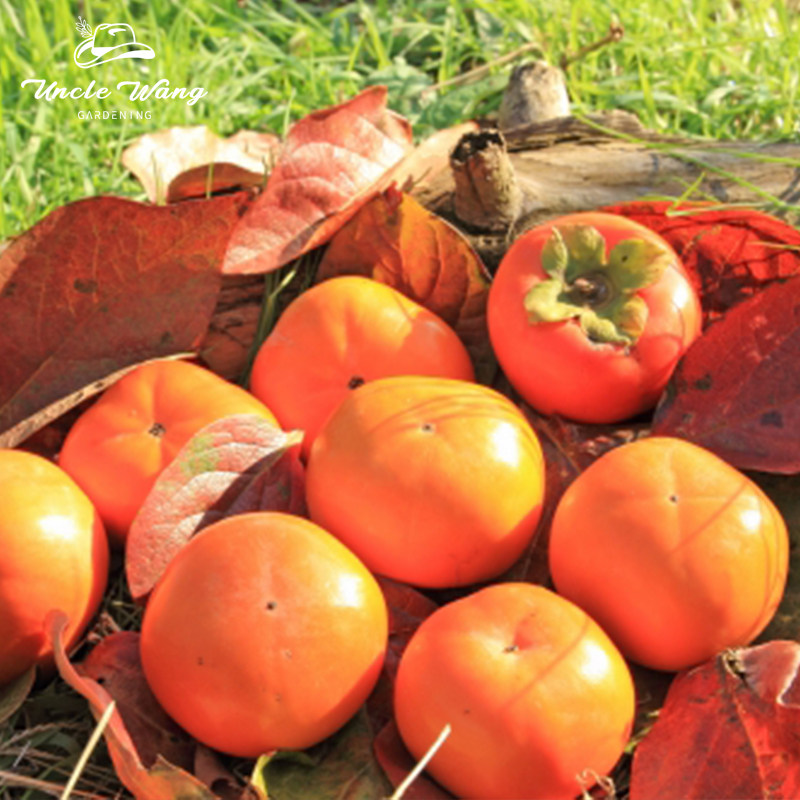 种花王大爷 太秋甜柿裸根苗果树庭院阳台可地栽可盆栽好养易活,鲜花速递/花卉仿真/绿植园艺,种球/裸根,淘宝优惠券,粉丝福利购,淘宝优惠卷