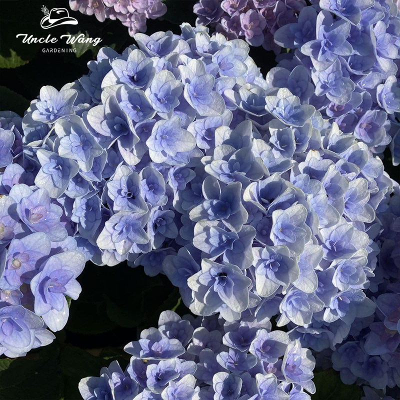 种花王大爷 绣球弗罗伦蒂娜花苗盆栽多年生阳台庭院花卉植物