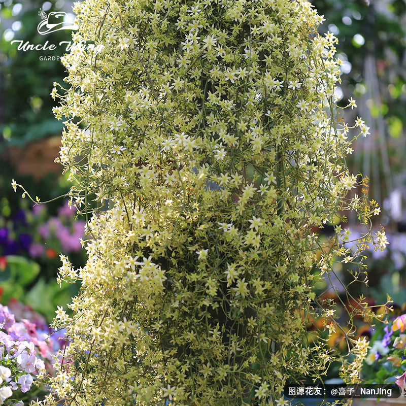 种花王大爷 铁线莲皮特里1加仑盆栽苗藤本花卉爬藤植物庭院花卉