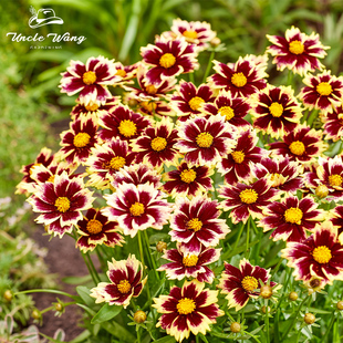 种花王大爷金鸡菊小闹钟盆栽花卉庭院阳台多年生宿根耐热耐晒
