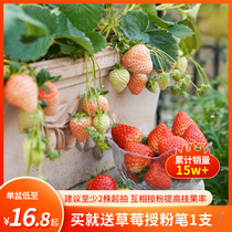 种花王大爷奶油草莓苗盆栽阳台植物四季食用水果红颜草莓种植苗