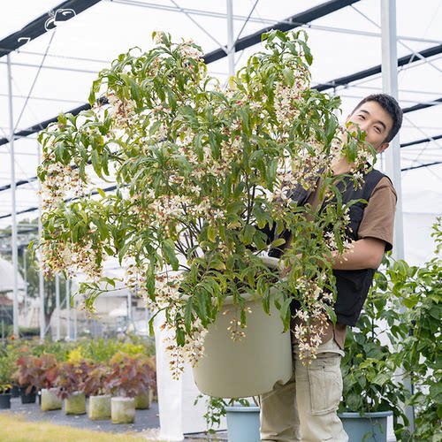 种花王大爷 荷兰垂丝茉莉盆栽花苗花卉阳台清香花期长灌木植物