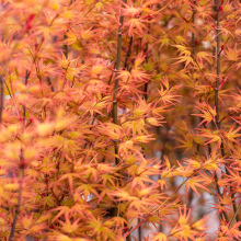 种花王大爷 枫树盆栽红枫树苗庭院树彩叶日式花园阳台植物日本枫