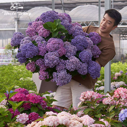 种花王大爷 大花绣球2加仑花苗盆栽多年生阳台庭院花卉植物